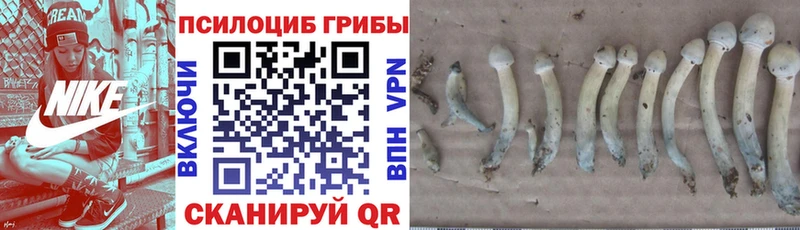 Галлюциногенные грибы Cubensis  Боровск 